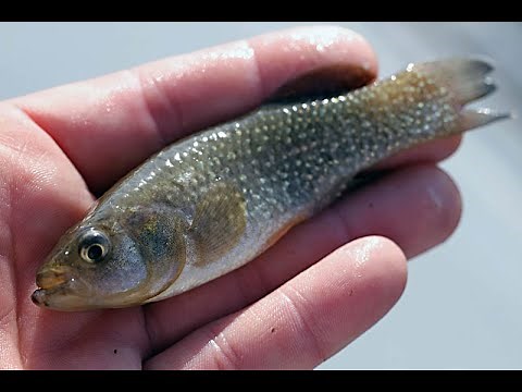 Catch Mud Minnows...Cheap & Easy