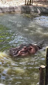 A Hippopotamus repeatedly opening and closing its mouth at the water surface, then turning to its side before submerged into the murky pool at Zoo Negara Malaysia.