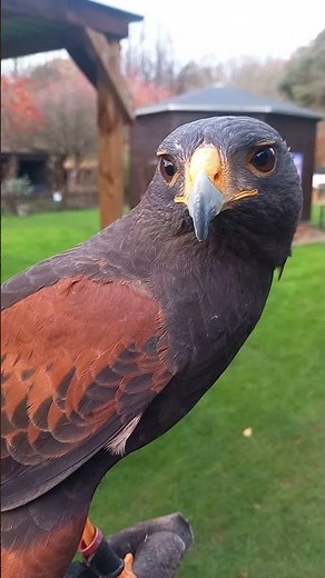 CLOSE UP ON HARRIS HAWK!