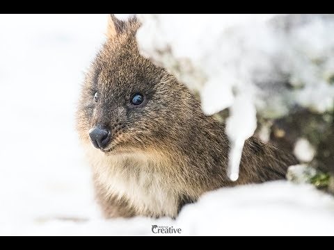 Quokka in the snow on Bluff Knoll / August 2018
