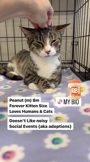 Community Concern for Cats on Reels