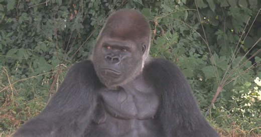 Louisville Zoo says farewell to gorilla leaving for San Francisco Zoo