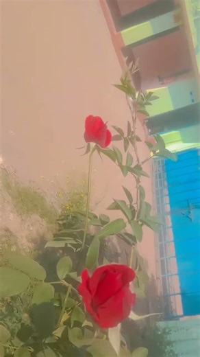 tumhe humse hua Hai pyar song 💞