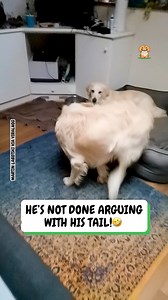 This dog has got an issue with his tail... 😅 | Fluffy Animals