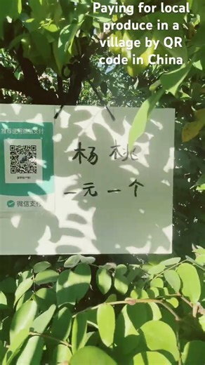 Paying local produce by WeChat pay on the tree in China, Yuannan