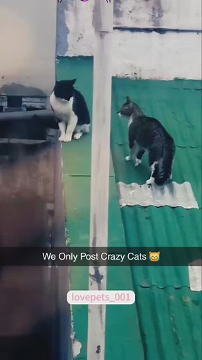 2.3K reactions · 77 shares | #cats | Trippy Toad shoes | Facebook