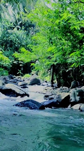 Peaceful Rainforest Retreat 24/7. Calming Noise for Sleep. #nature #naturesounds