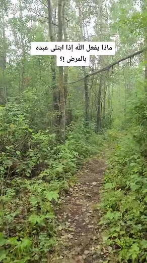 Exploring a Serene Forest Trail for Hikers