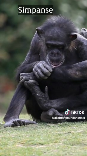 Chimpanzee Sound Compilation | Animal Sounds