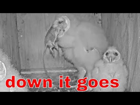 Barn Owl Chick Gulps Down a Rat Whole 🦉🐀