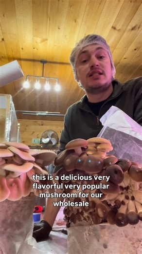 Manchester Mushroom Farm on Instagram: "Pioppino, black poplar, or the willow pine mushroom. We love cooking and even pickling this mushroom! Wonderful for risottos, it’s a hit for gourmet chefs and home cooks alike. If I butchered the pronounciation, forgive me. I just love this mushroom. #pioppino #cyclocybeaegerita #mushrooms #mycology"