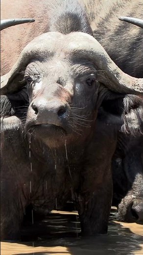 African Buffalo: Africa’s Living Tank 🐃🌾#wildlife #animals #africanbuffalo