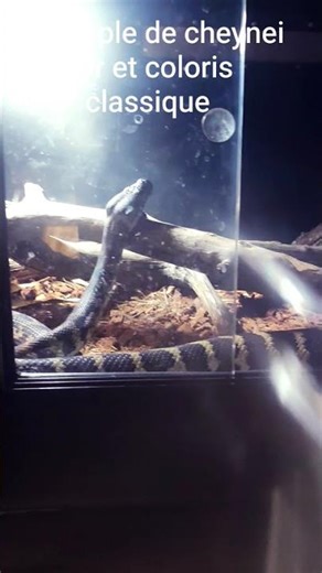 couple de cheynei #reptiligne #morelia#terrarium #snake #reptiles #wildlife #nature #serpent #python