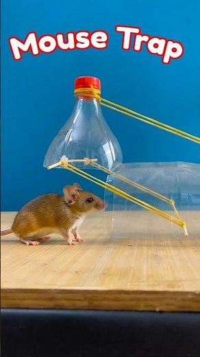 Easy mouse trap | Best Rat Trap/mousetrap ideas from plastic bottle