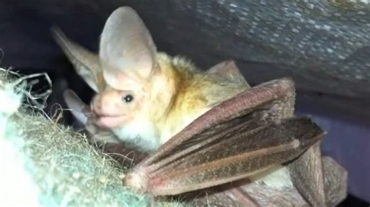 淡色穴生蝠 Antrozous pallidus （yt@California Science Center