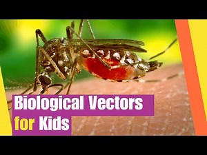 Biological Vectors and Infectious Disease for Kids | Learn All about Biological Vectors?