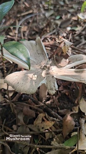 Sun-Kissed Giant: Still Strong in the Heat #nature #mushroom