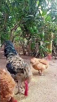 Galo Bezerra da Silva, tem coca ai na geladeira #samba #humor #sitio #vidanocampo #galinha