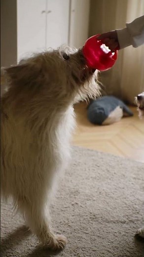 Why Your Dog Suddenly Pees Indoors — Real Reasons & Quick Fixes!