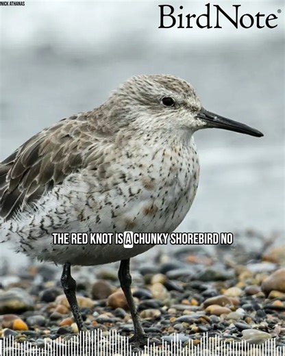 4.9K views · 233 reactions | The Red Knot is a true marathon traveler, flying up to 9,000 miles between the Arctic tundra and Tierra del Fuego. But their journey depends on a critical stopover: Delaware Bay, where they feast on horseshoe crab eggs to refuel. Overharvesting of horseshoe crabs once drastically reduced this essential food supply, but thanks to ongoing protections, Red Knots still have a fighting chance. Red Knot © Nick Athanas | BirdNote | Facebook