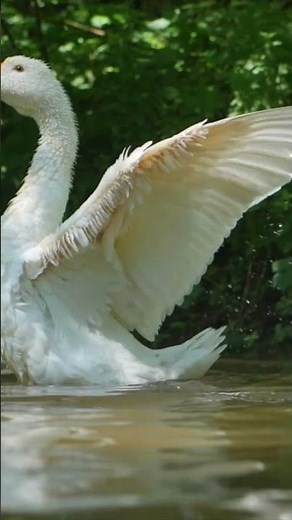 Lessons from Geese That Will Change Your Life