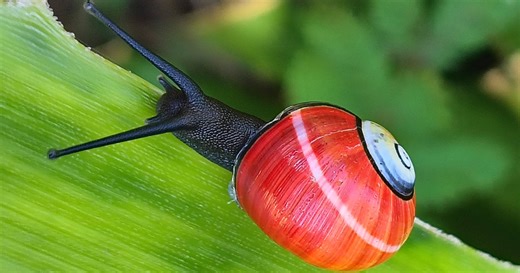 Cuban and British specialists collaborate to prevent the extinction of the Polymita