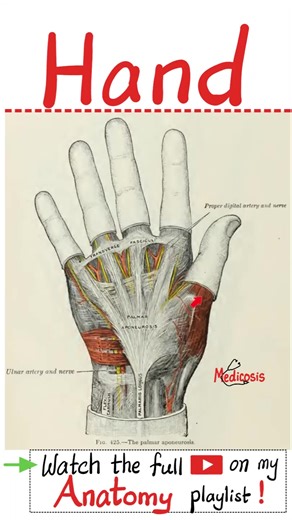 Muscles & Tendons of Hand - Anatomy of Upper Limb (Upper Extremities) - Part 2...#doctor #nurse #anatomy #physiology #biology #surgery #neuroscience #neuroanatomy #usmlestep1 #mbbs #medicalassistant #MedicalEducation #premed #dentist #medical #doctor #USMLE #NCLEX #pharmacy #nurselife #nurse #paramedic #biochemistry #chemistry #education #science #mcat #pharmacist #physics #doctors #anatomy #nephrology #physiology #health #pathology #physician #bone #orthopedic #orthopaedic #diet #gym #fitness |