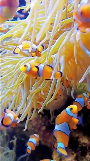 Meet the Real-Life Nemo 🐠 #natureshorts #wildlife