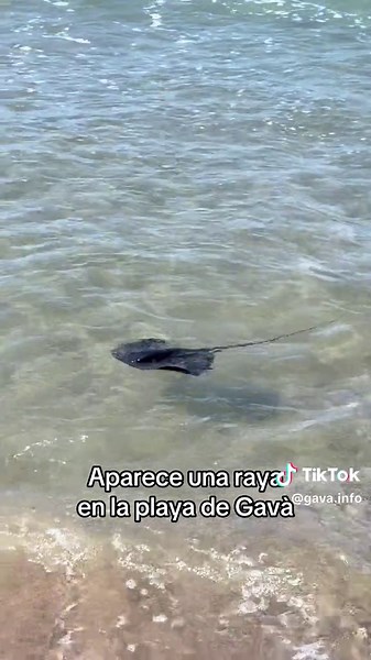 Raya avistada en la playa de Gavà
