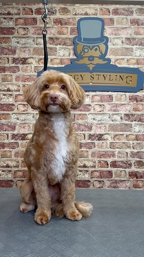 1.1K views · 27 reactions | Doggy Daily Episode 173: Millie-May the Cockapoo #doggrooming #cockapoo #ticondog | Doggy Styling | Facebook