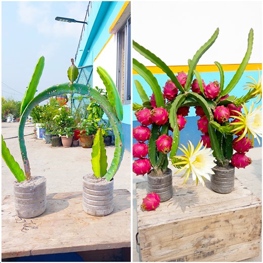 Growing dragon fruit plant | Step by step guideline | Make your garden healthy | DIY IndoorGarden