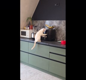 Curious kitten opens air fryer and knocks it off counter in Rivne, Ukraine