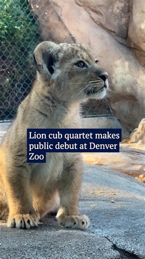 After giving birth to three females and one male cub in mid-August, Aarali, an African lion at the Denver Zoo, and her kids made their public debut together on Thursday to much fanfare. Lines stretched from Predator Ridge to the zoo entrance with eager families excited to catch a glimpse of the four cubs. "For the most part Araali has done great... She's a wonderful first time mom," Meryt Schumacher, an animal care specialist at the zoo, said. The cubs are expected to be in their public enclosur