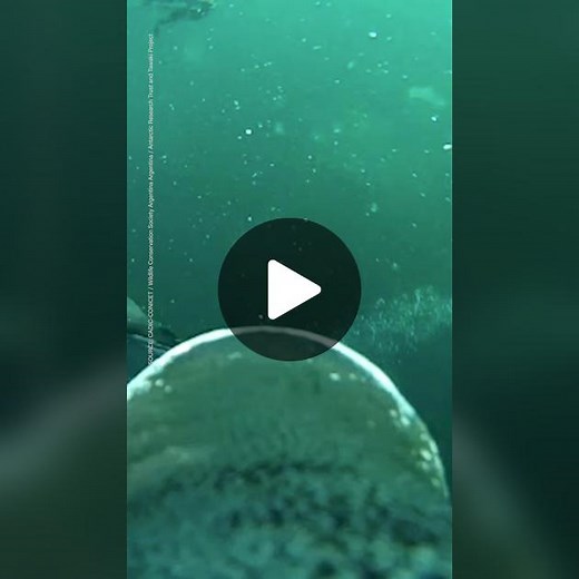 Hungry Penguin's POV: A Camera's Perspective