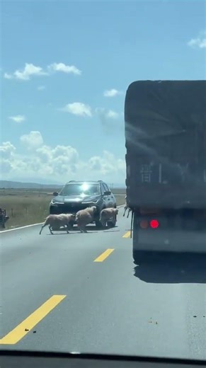 Every Sheep Takes a Jump While Crossing the Road || ViralHog