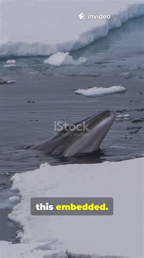 130-years old whale found with 1800s harpoon tip!