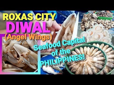 DIWAL / ANGEL WINGS CLAM AT ROXAS CITY || TATC || BY THE PINEAPPLE FAMILY