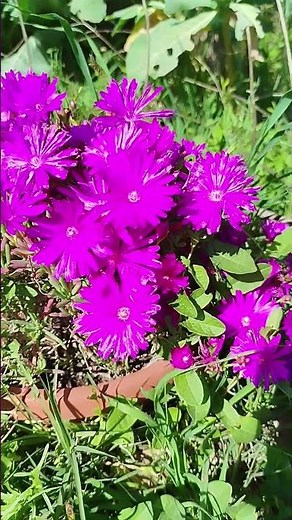 La planta que “explota” al sol 🌸☀️ (Rayito de sol)