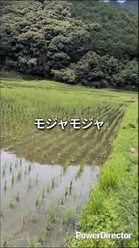 除草剤の効果(クリンチャー粒剤)2026年6月15日9日前散布 #兼業農家