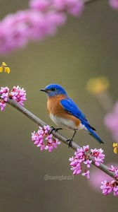 This stunning male Eastern Bluebird is a true herald of spring, perched beautifully among the fresh pink blossoms. The vibrant colors create a cheerful and captivating scene 🥰😍😘 #birdwatcher #birdwatching #wildlife #nature #birdslover | Saving Birds