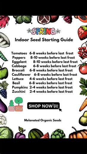 Begin indoor seed starting 2–10 weeks before your last frost date for robust seedlings. Where to check your last frost date: https://www.almanac.com/frost-dates https://www.weather.gov/ https://garden.org/ #SeedStarting #gardentips ##beginnergardener | Melanated Organic Seeds