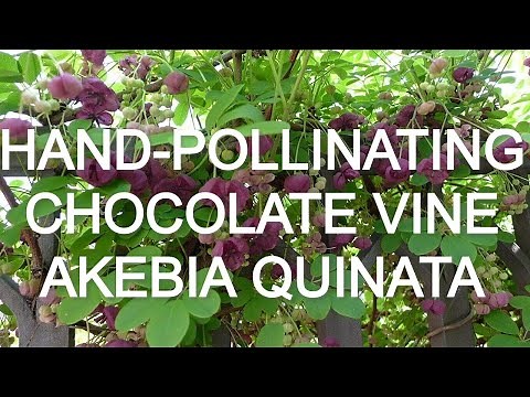 Chocolate Vine in Bloom! Here’s How To Pollinate Akebia Quinata