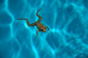 Keeping Frogs & Animals Out Of The Pool