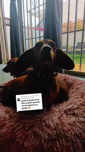 Emita la orejona: la perrita más atenta y cariñosa