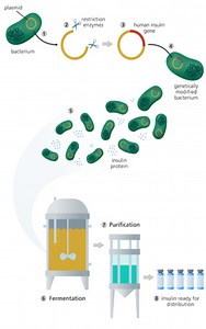 Genetic Engineering: “A vision to the future accessible today”