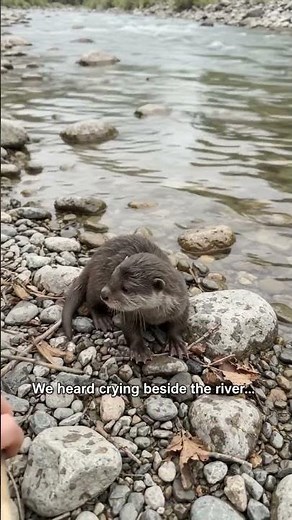 We Heard a Baby Otter Crying by the River 😭🦦 #Shorts