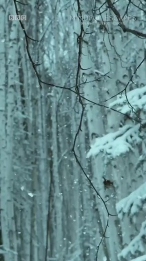 "In the midst of our busy lives, the natural world can offer us a place of tranquility and rest.” | BBC Earth