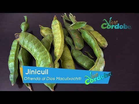 JINICUIL ofrenda al dios Macuilxochitl.