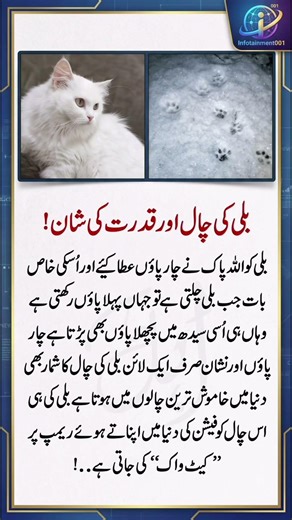 سپر ماڈلز نے بلیوں سے کیوں سیکھا؟ یہ چال دیکھو 👠🐾 #CatFacts #Trending