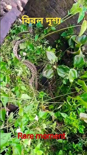 "Russell’s Viper Mating Moment Caught on Camera | Rare Snake Footage"